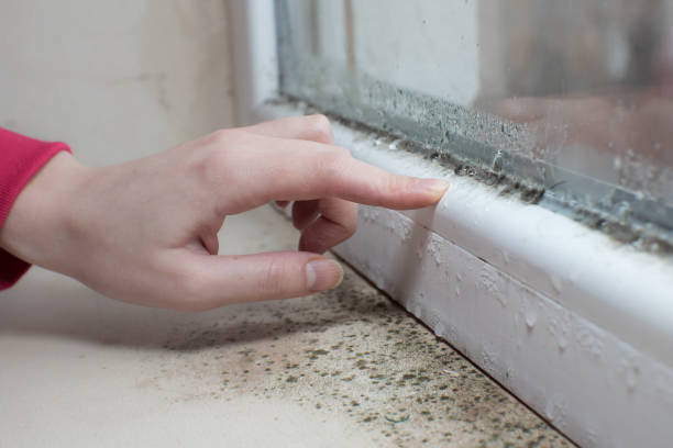 Best Forensic Mold Investigation  in Logan, WV