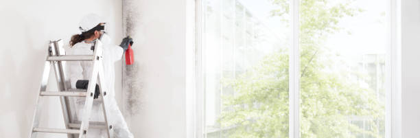 Best Water Damage & Mold Remediation  in Logan, WV